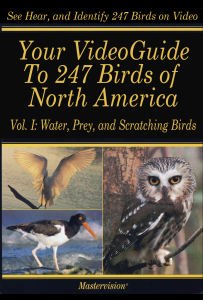 Poster-Bird VG I